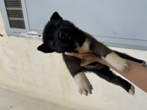 cuccioli di akita americani  | Foto 1