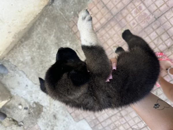 cuccioli di akita americani  | Foto 0