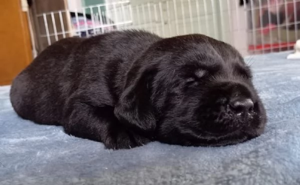 Disponibili cuccioli di Labrador  | Foto 5