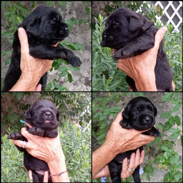 Disponibili cuccioli di Labrador  | Foto 2