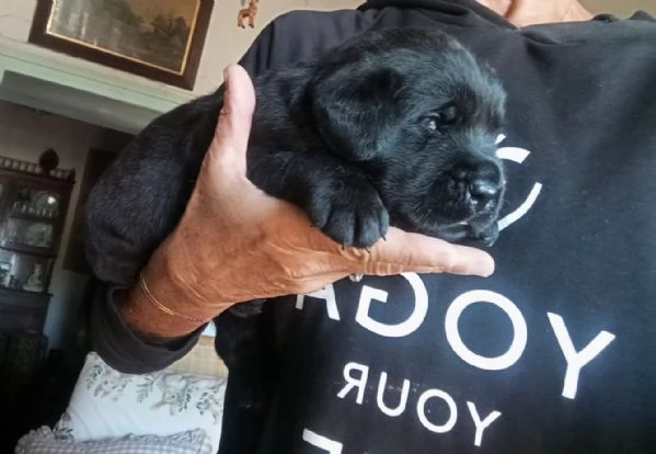 Disponibili cuccioli di Labrador  | Foto 0