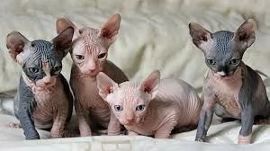 Gattini Sphynx