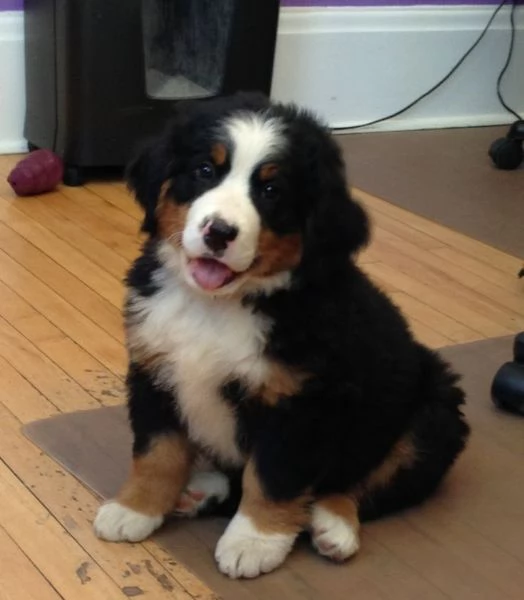 Cuccioli di Bovaro de Bernese | Foto 0