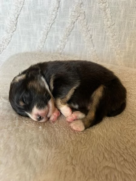 Cuccioli Australian shepherd 