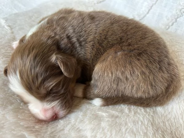 Cuccioli Australian shepherd  | Foto 6