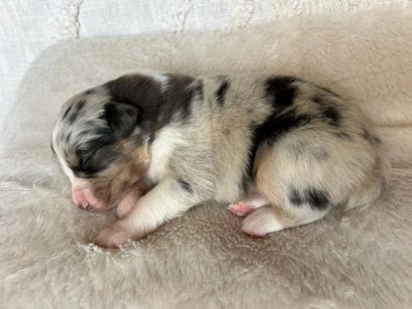 Cuccioli Australian shepherd  | Foto 5