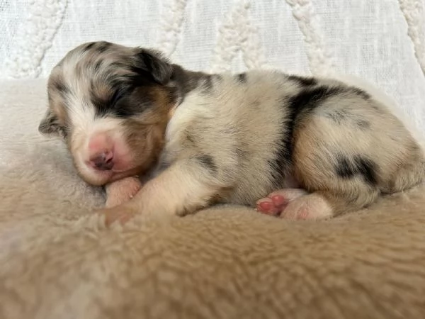 Cuccioli Australian shepherd  | Foto 3