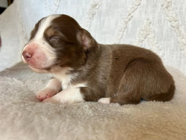 Cuccioli Australian shepherd  | Foto 2