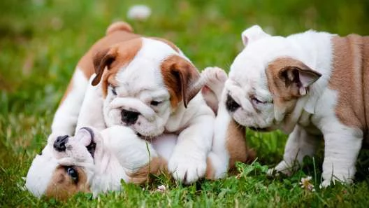 Cuccioli di bulldog in