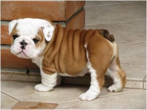 Cuccioli di bulldog in | Foto 0