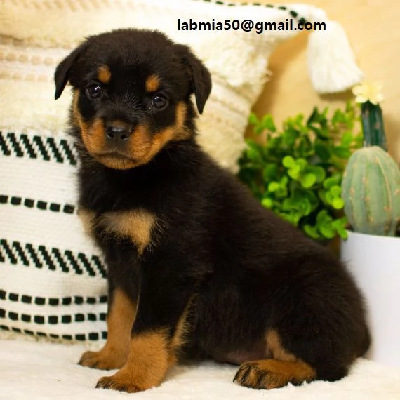 Regalo Cuccioli di tipo rottweiler con i capelli corti Cuccioli di Rottweiler, capelli corti e tutto