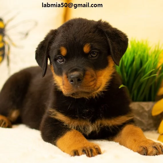  Regalo Cuccioli di tipo rottweiler con i capelli corti Cuccioli di Rottweiler, capelli corti e tutt