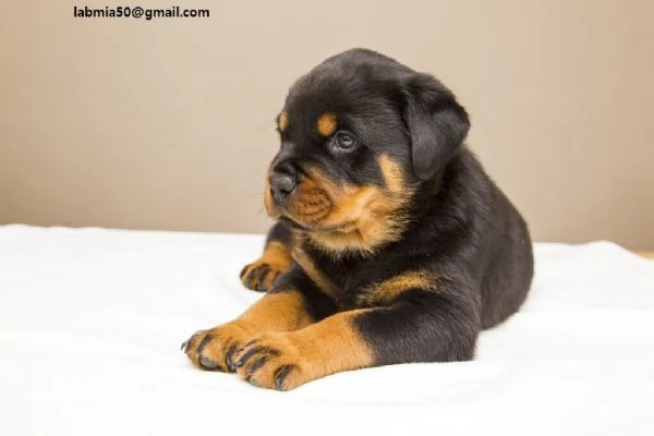 Regalo Cuccioli di tipo rottweiler con i capelli corti Cuccioli di Rottweiler, capelli corti e tutto