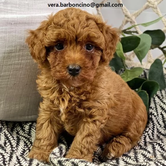 barboncino cuccioli cuccioli di barboncino disponibili. i piccoli verranno ceduti dopo i 70 giorni d