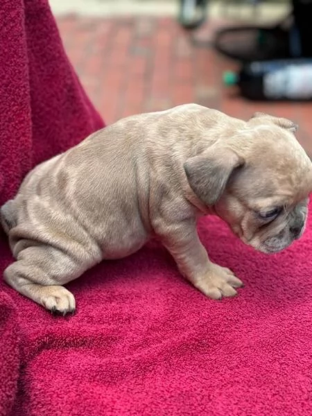 cuccioli di bulldog francese