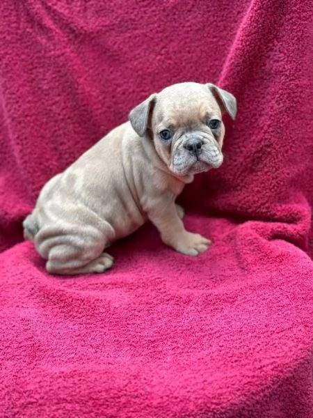 cuccioli di bulldog francese | Foto 0