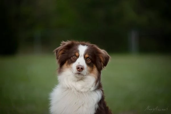 Cuccioli di pastore australiano con pedigree ENCI