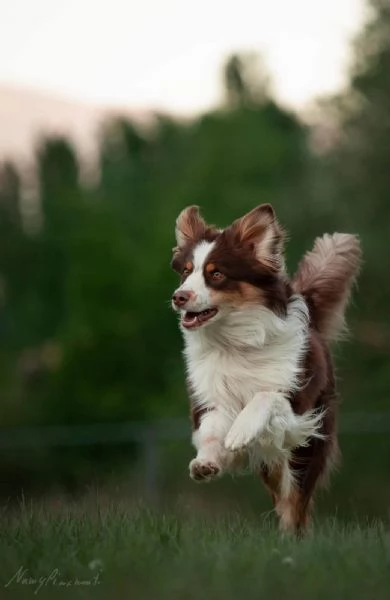 Cuccioli di pastore australiano con pedigree ENCI | Foto 0