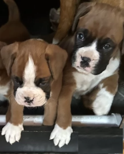 Disponibile 2  cuccioli di boxer 