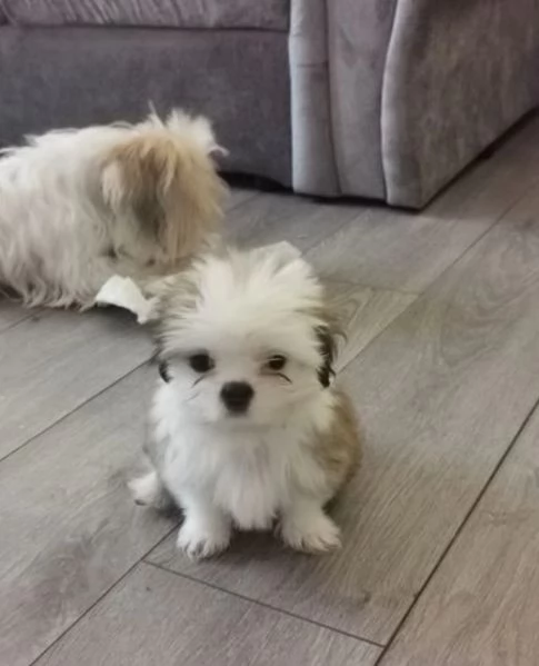 Adorabili e soffici cuccioli di shihtzu in adozione | Foto 0