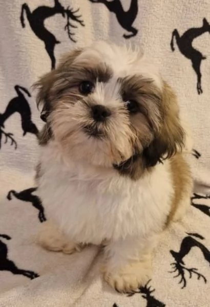 Adorabili e soffici cuccioli di shihtzu in adozione