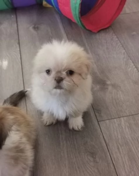 Adorabili e soffici cuccioli di shihtzu in adozione | Foto 0