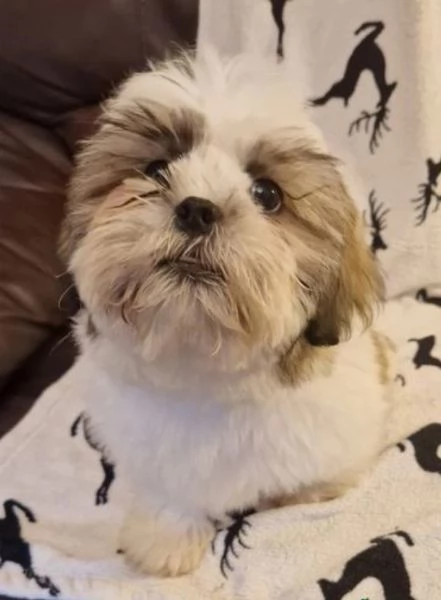 Adorabili e soffici cuccioli di shihtzu in adozione