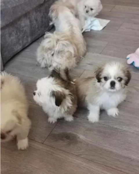 Adorabili e soffici cuccioli di shihtzu in adozione | Foto 1