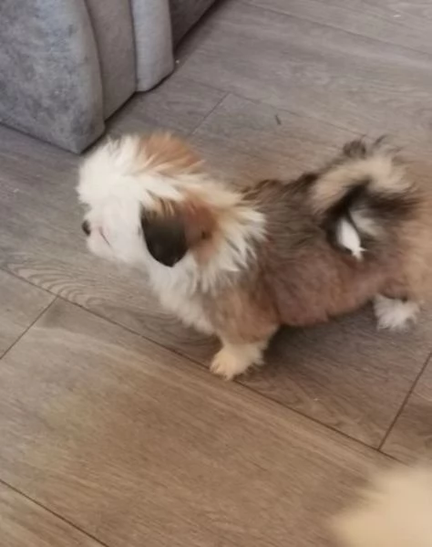 Adorabili e soffici cuccioli di shihtzu in adozione | Foto 0