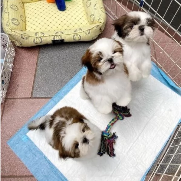 Adorabili e soffici cuccioli di shihtzu in adozione