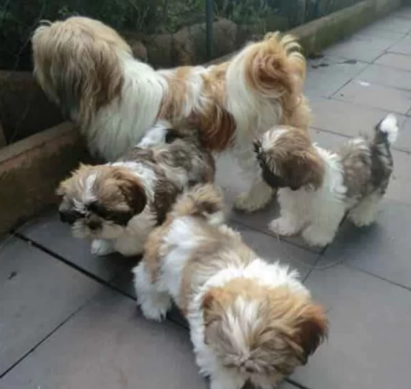 Adorabili e soffici cuccioli di shihtzu in adozione