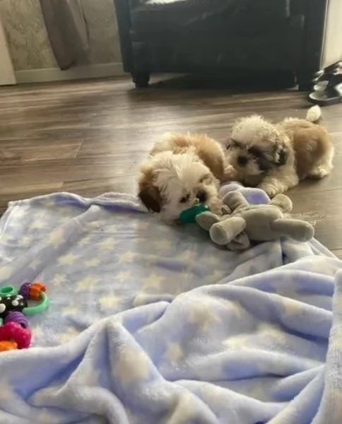 Adorabili e soffici cuccioli di shihtzu in adozione | Foto 0