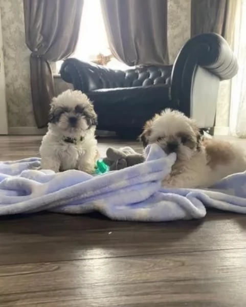 Adorabili e soffici cuccioli di shihtzu in adozione | Foto 0