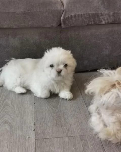 Adorabili e soffici cuccioli di shihtzu in adozione