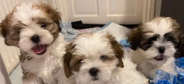 Adorabili e soffici cuccioli di shihtzu in adozione | Foto 0