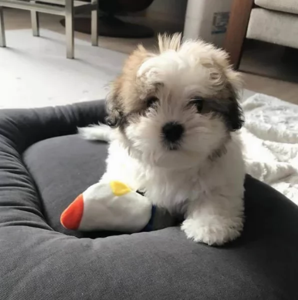 Adorabili e soffici cuccioli di shihtzu in adozione