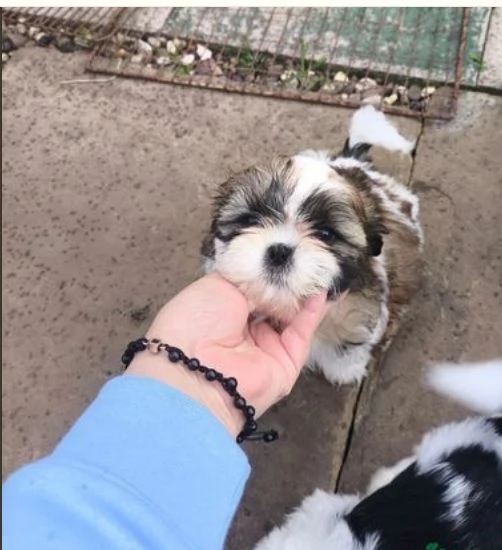 Adorabili e soffici cuccioli di shihtzu in adozione