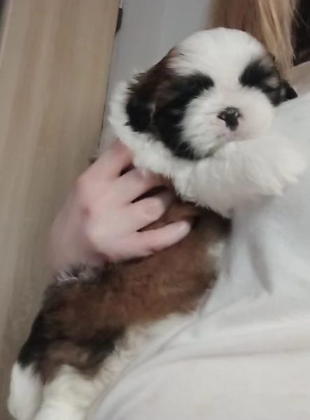 Adorabili e soffici cuccioli di shihtzu in adozione | Foto 1