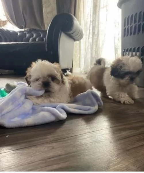 2 cucciola Shihtzu e  cercano una adozione che sia per sempre. 