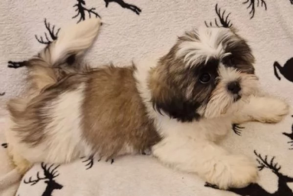 2 cucciola Shihtzu e  cercano una adozione che sia per sempre. 