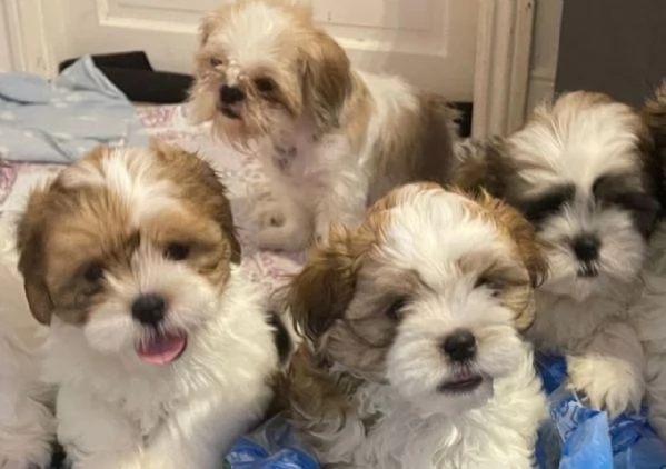 2 cucciola Shihtzu e  cercano una adozione che sia per sempre.  | Foto 0