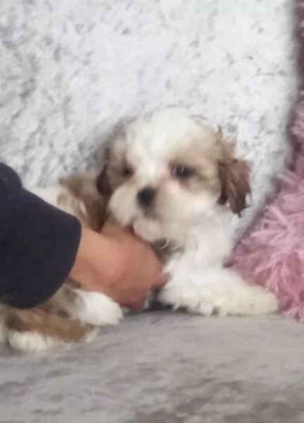 2 cucciola Shihtzu e  cercano una adozione che sia per sempre. 