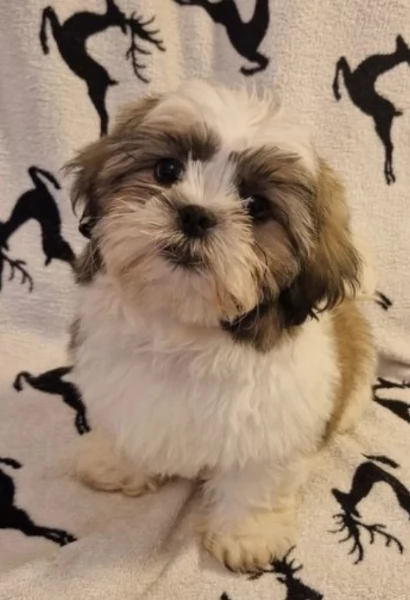 2 cucciola Shihtzu e  cercano una adozione che sia per sempre.  | Foto 1