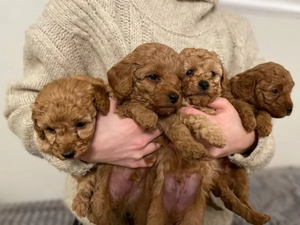 Bellissimo cucciolo di barboncino in regalo