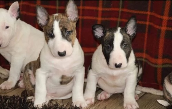 Cuccioli bull Terrier Maschi Femmine | Foto 0