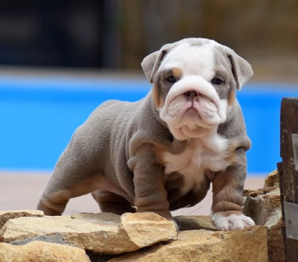 Bulldog Inglese cuccioli | Foto 1