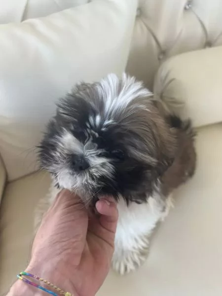  Shih Tzu di 3 mesi 