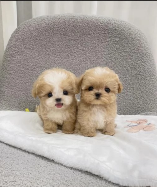 cuccioli di Maltipoo toy dolcissimi 