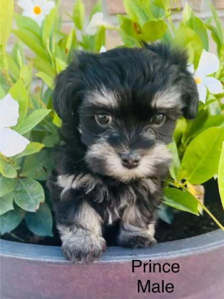 Adorabile Havanese di razza pura