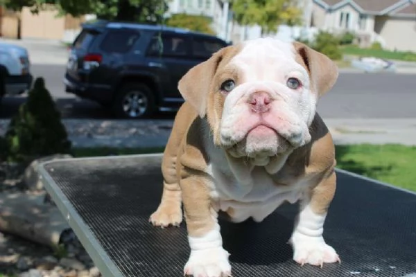 Bellissimi cuccioli di Bulldog inglese!